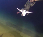 软机器人在马里亚纳海沟游泳