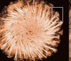 科学家确定海绵中玻璃成型蛋白的结构