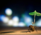 神经科学家现在可以阅读苍蝇的思想