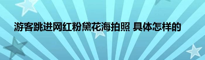 游客跳进网红粉黛花海拍照 具体怎样的