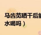 马齿苋晒干后能泡水喝吗（马齿苋可以晒干泡水喝吗）
