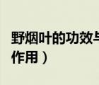 野烟叶的功效与作用和图片（野烟叶的功效与作用）