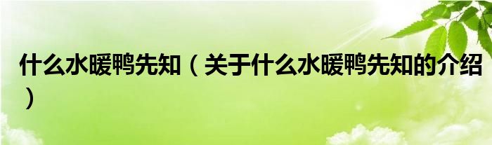 什么水暖鸭先知（关于什么水暖鸭先知的介绍）