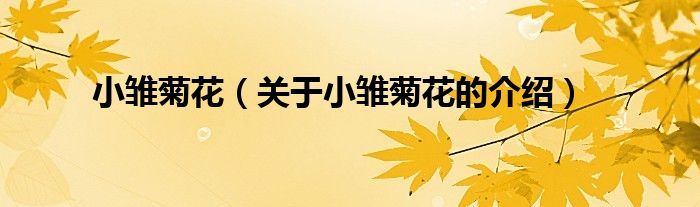 小雏菊花（关于小雏菊花的介绍）
