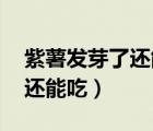 紫薯发芽了还能吃吗 百度经验（紫薯发芽了还能吃）
