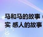 马和马的故事（给我一个马与人之间发生的真实 感人的故事）