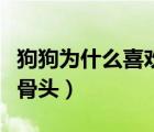 狗狗为什么喜欢吃骨头头（狗狗为什么喜欢吃骨头）