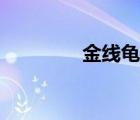 金线龟能活多久（金线龟）