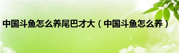 中国斗鱼怎么养尾巴才大（中国斗鱼怎么养）