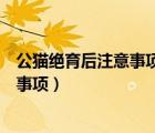 公猫绝育后注意事项手术后多久可以洗澡（公猫绝育后注意事项）
