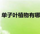单子叶植物有哪些蔬菜（单子叶植物有哪些）