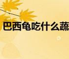 巴西龟吃什么蔬菜图片（巴西龟吃什么蔬菜）