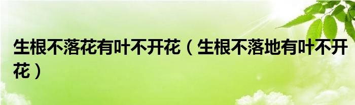生根不落花有叶不开花（生根不落地有叶不开花）