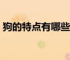 狗的特点有哪些作文范文（狗的特点有哪些）