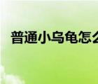 普通小乌龟怎么养活（普通小乌龟怎么养）