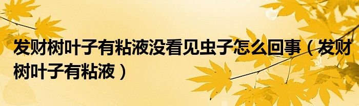 发财树叶子有粘液没看见虫子怎么回事（发财树叶子有粘液）