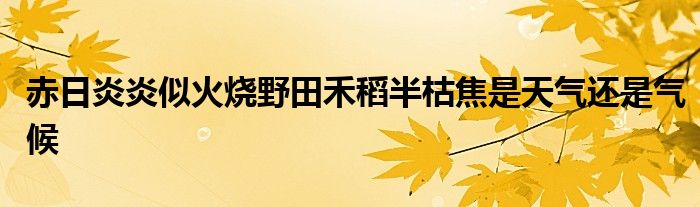 赤日炎炎似火烧野田禾稻半枯焦是天气还是气候