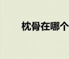 枕骨在哪个位置示意图（枕骨在哪）