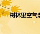 树林里空气湿润与什么有关（树林里）