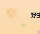 野生蝎子多少钱一斤