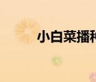 小白菜播种期（小白菜播种时间）