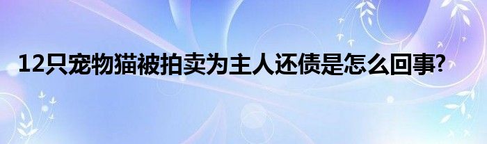 12只宠物猫被拍卖为主人还债是怎么回事?