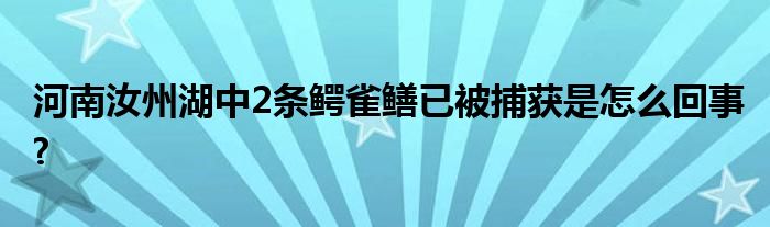 河南汝州湖中2条鳄雀鳝已被捕获是怎么回事?