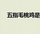 五指毛桃鸡是哪里的特产（五指毛桃鸡）