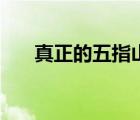 真正的五指山在哪里（五指山在哪里）