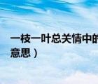 一枝一叶总关情中的总是什么意思（一枝一叶总关情是什么意思）
