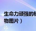 生命力顽强的植物图片大全（生命力顽强的植物图片）