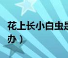 花上长小白虫是怎么回事（花上长小白虫怎么办）