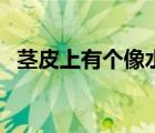 茎皮上有个像水泡的东西图片（东西图片）