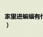 家里进蝙蝠有什么预兆（家里进蛇有什么预兆）