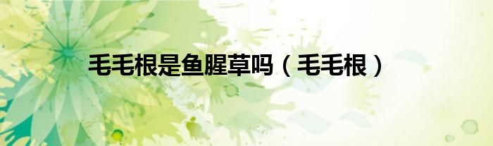 毛毛根是鱼腥草吗（毛毛根）