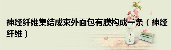 神经纤维集结成束外面包有膜构成一条（神经纤维）