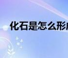化石是怎么形成的?（化石是怎么形成的）