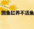 圆鱼缸养不活鱼怎么回事（圆鱼缸养不活鱼）