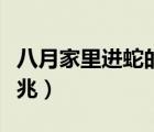 八月家里进蛇的真正预兆（家里进蛇的真正预兆）