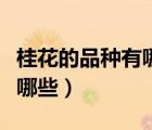 桂花的品种有哪些怎么画出来（桂花的品种有哪些）