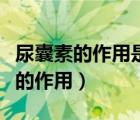 尿囊素的作用是什么里面有没有激素（尿囊素的作用）