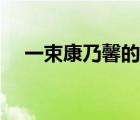 一束康乃馨的价钱（康乃馨多少钱一束）