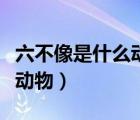 六不像是什么动物到底是什么（六不像是什么动物）
