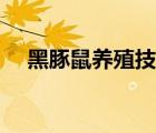 黑豚鼠养殖技术视频（黑豚鼠养殖技术）