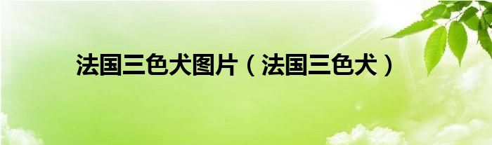 法国三色犬图片（法国三色犬）