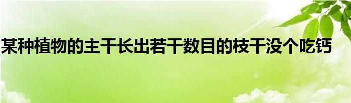 某种植物的主干长出若干数目的枝干没个吃钙