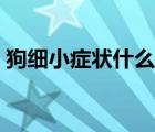 狗细小症状什么时候容易出现（狗细小症状）