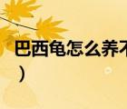巴西龟怎么养不乱跑（巴西龟怎么养不会死掉）