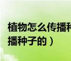 植物怎么传播种子的方法有哪些（植物怎么传播种子的）