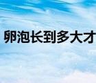 卵泡长到多大才能排卵（卵泡多大才会排卵）